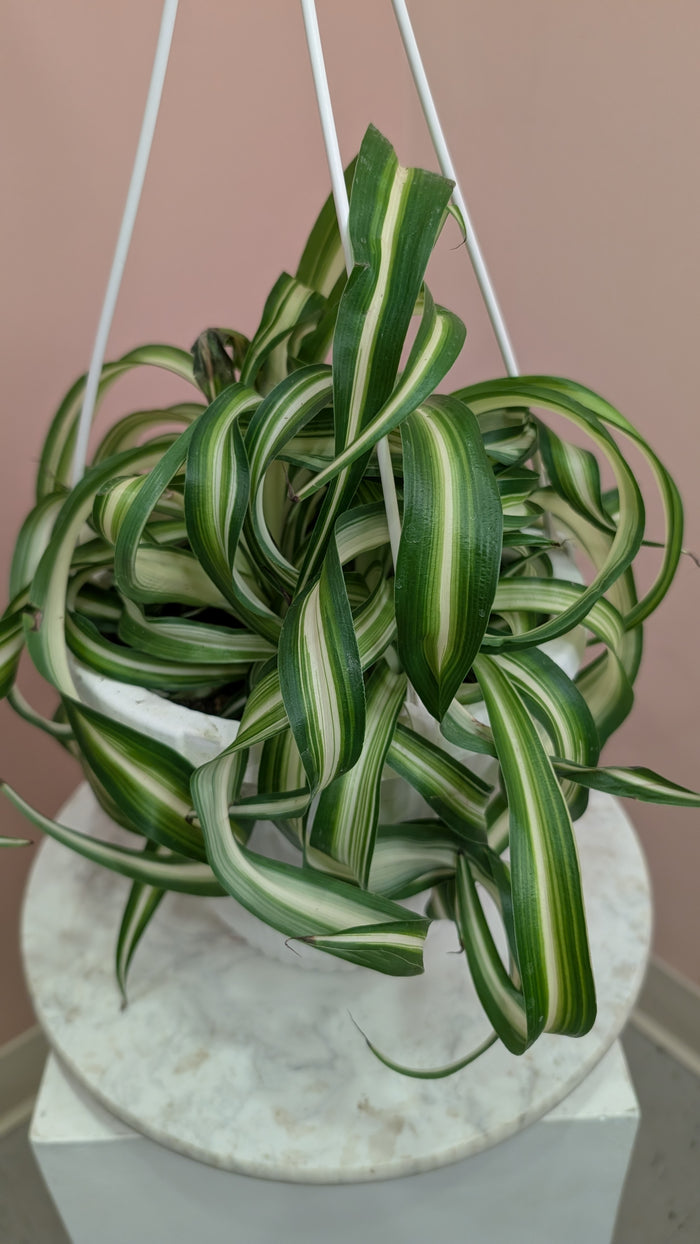 Spider Plant