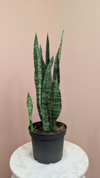 Snake Plant (Sansevieria)