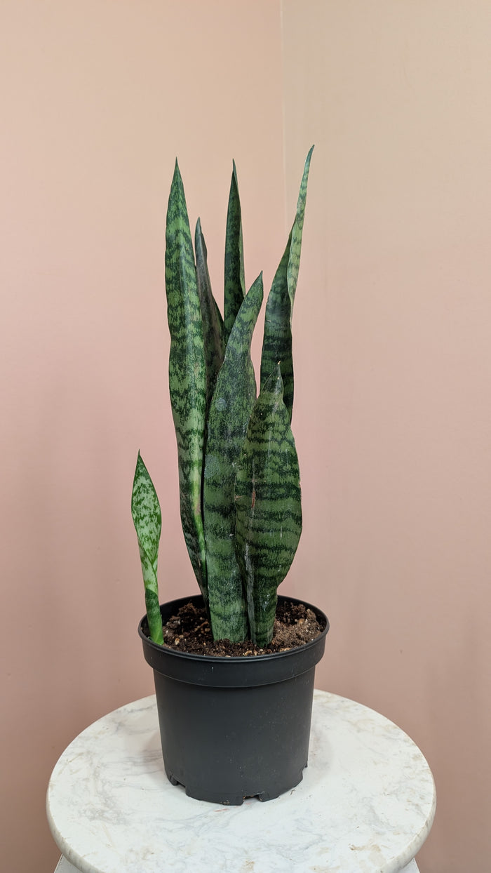 Snake Plant (Sansevieria)
