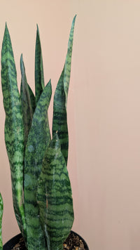 Snake Plant (Sansevieria)
