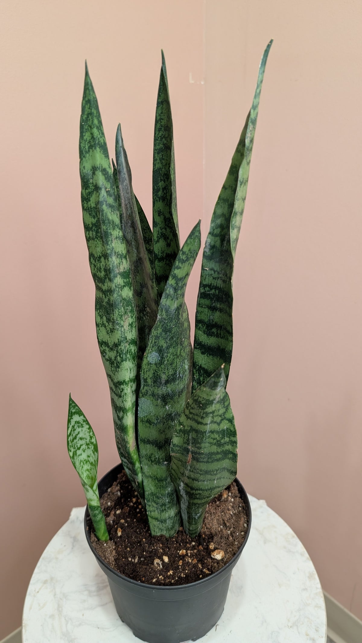 Snake Plant (Sansevieria)