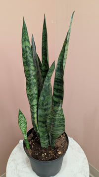 Snake Plant (Sansevieria)