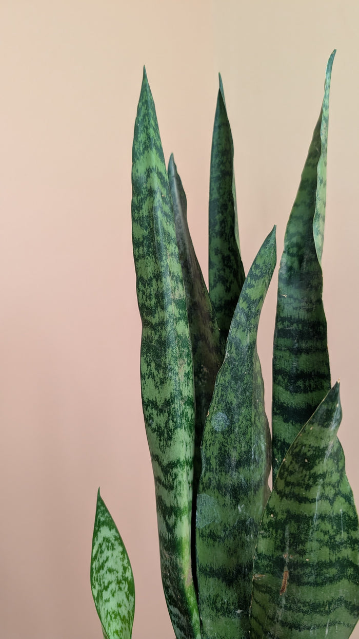 Snake Plant (Sansevieria)