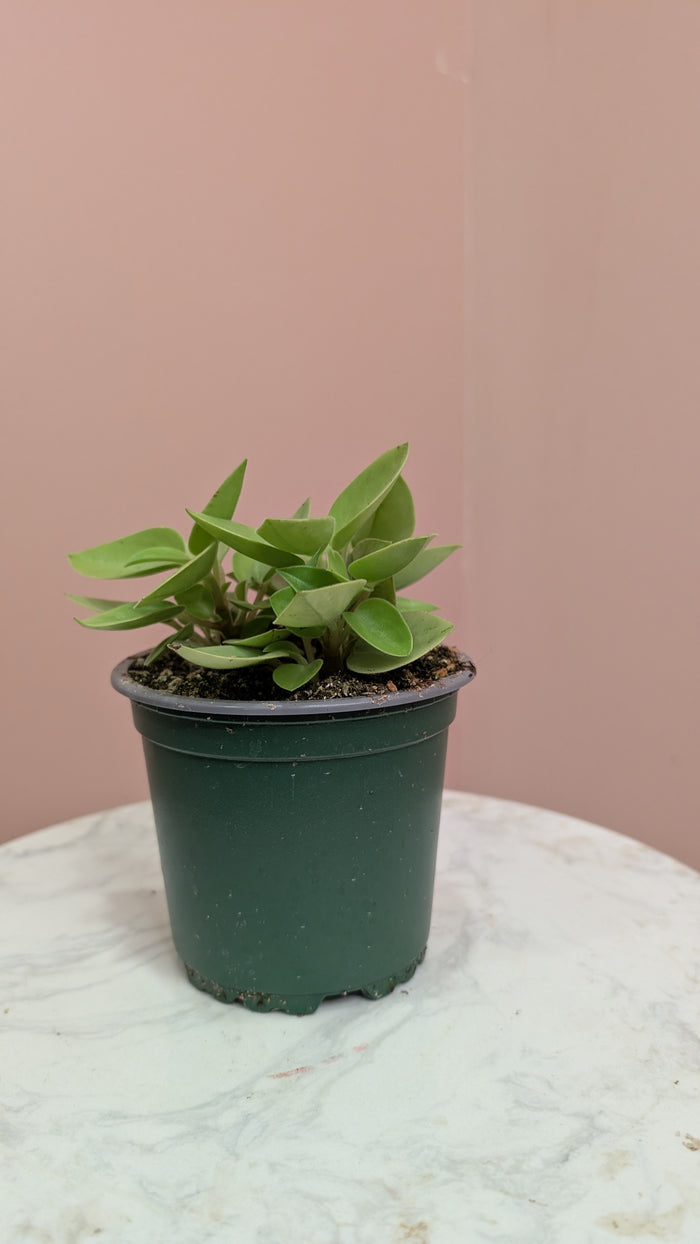 Line Peperomia Plant
