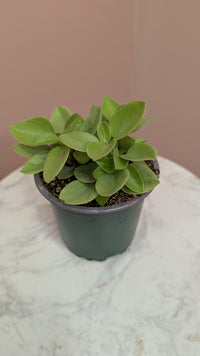 Line Peperomia Plant