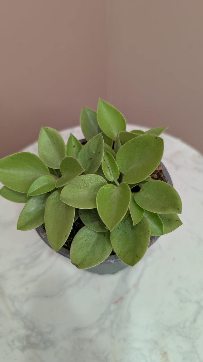 Line Peperomia Plant