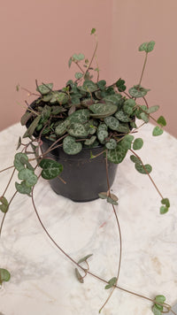 String of Hearts Plant