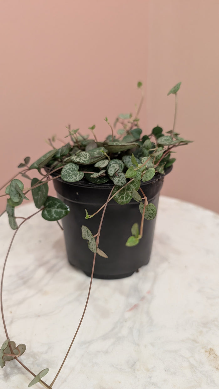 String of Hearts Plant