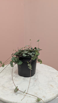 String of Hearts Plant