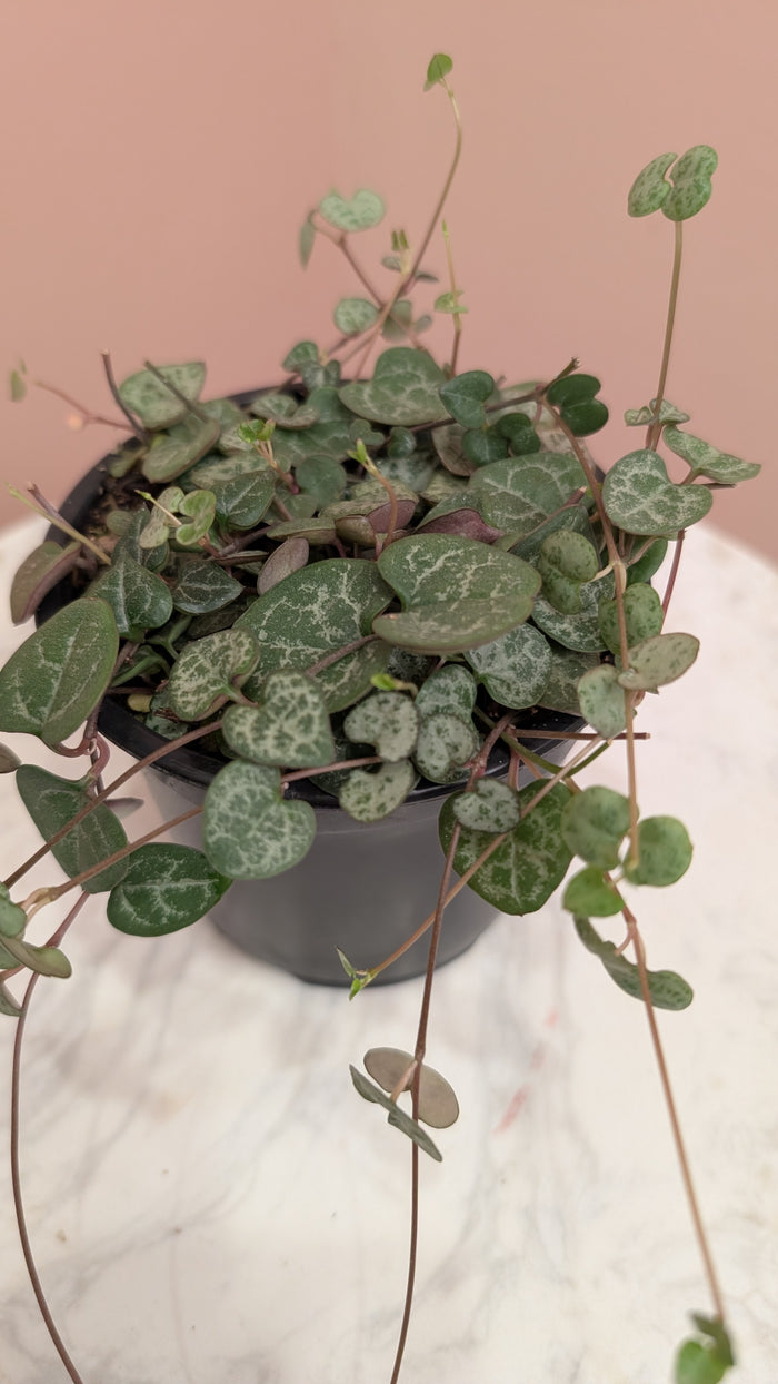 String of Hearts Plant