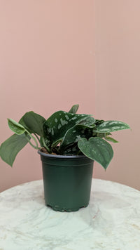 Satin Pothos Plant