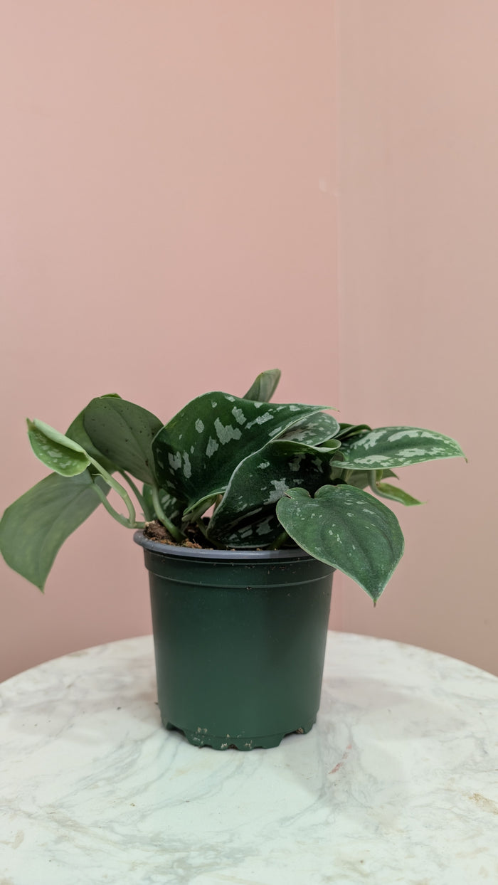 Satin Pothos Plant
