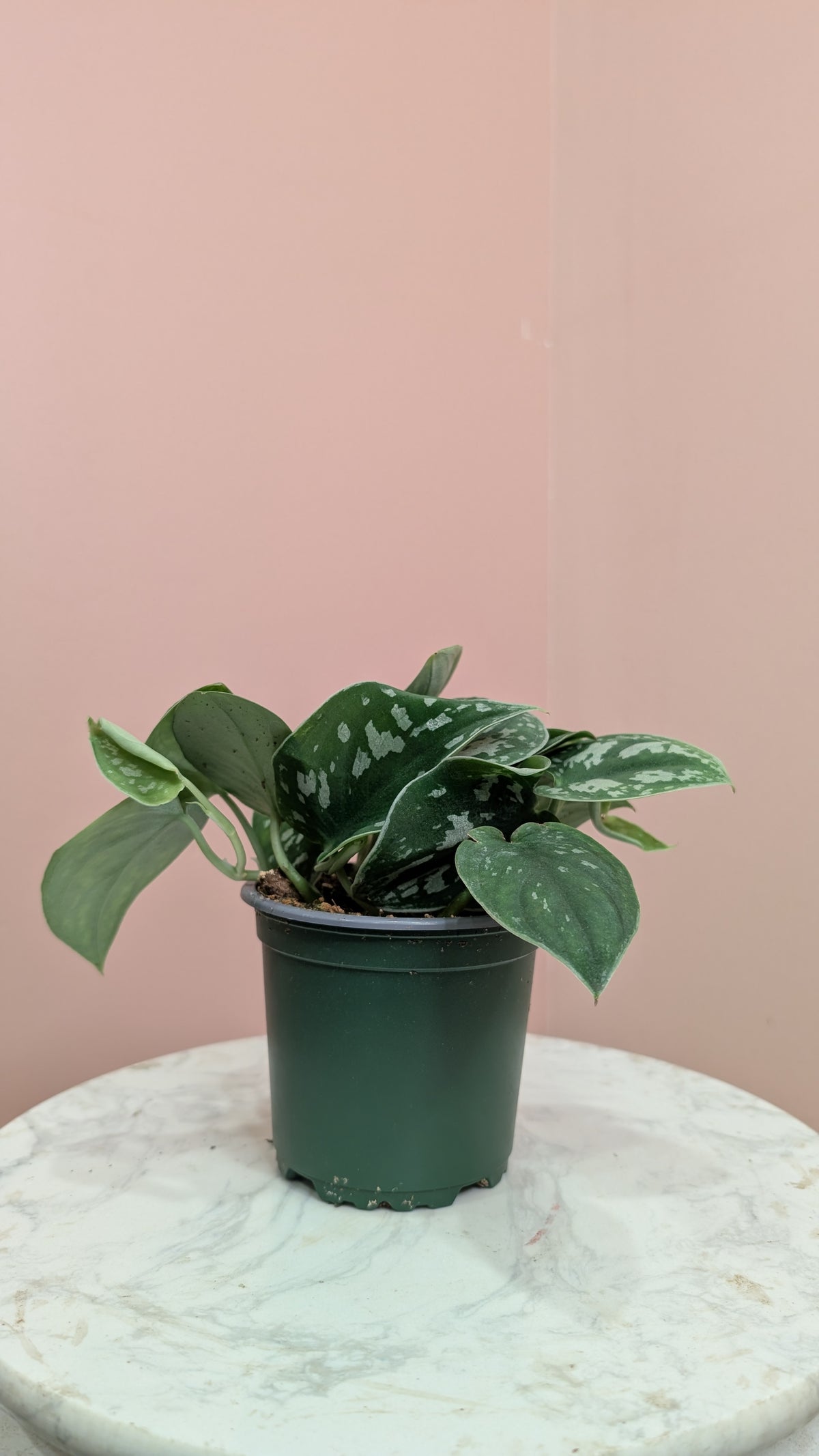 Satin Pothos Plant
