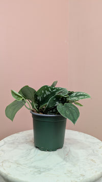 Satin Pothos Plant
