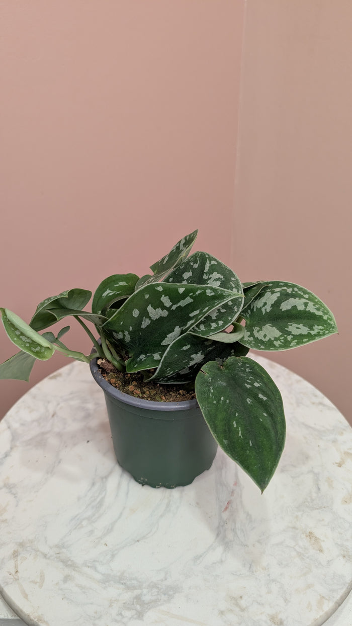 Satin Pothos Plant