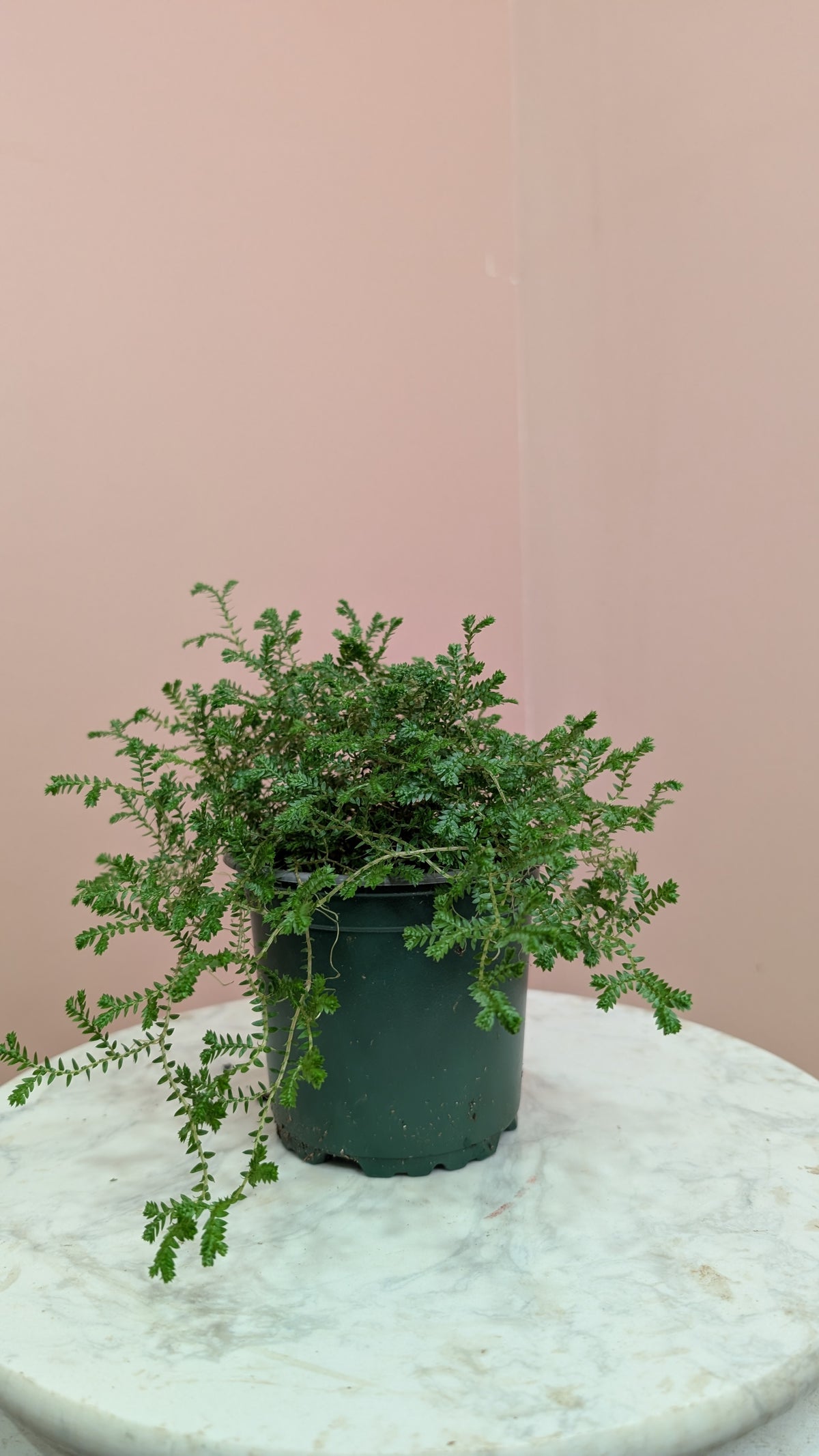 Club Moss Plant