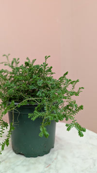Club Moss Plant