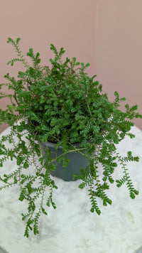 Club Moss Plant