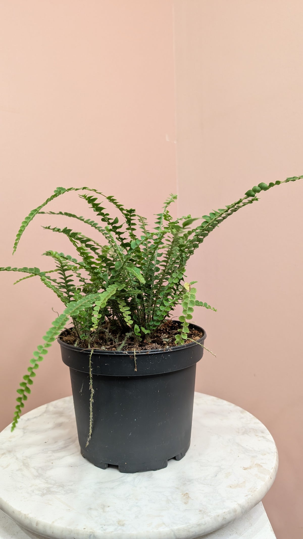 Fern Button