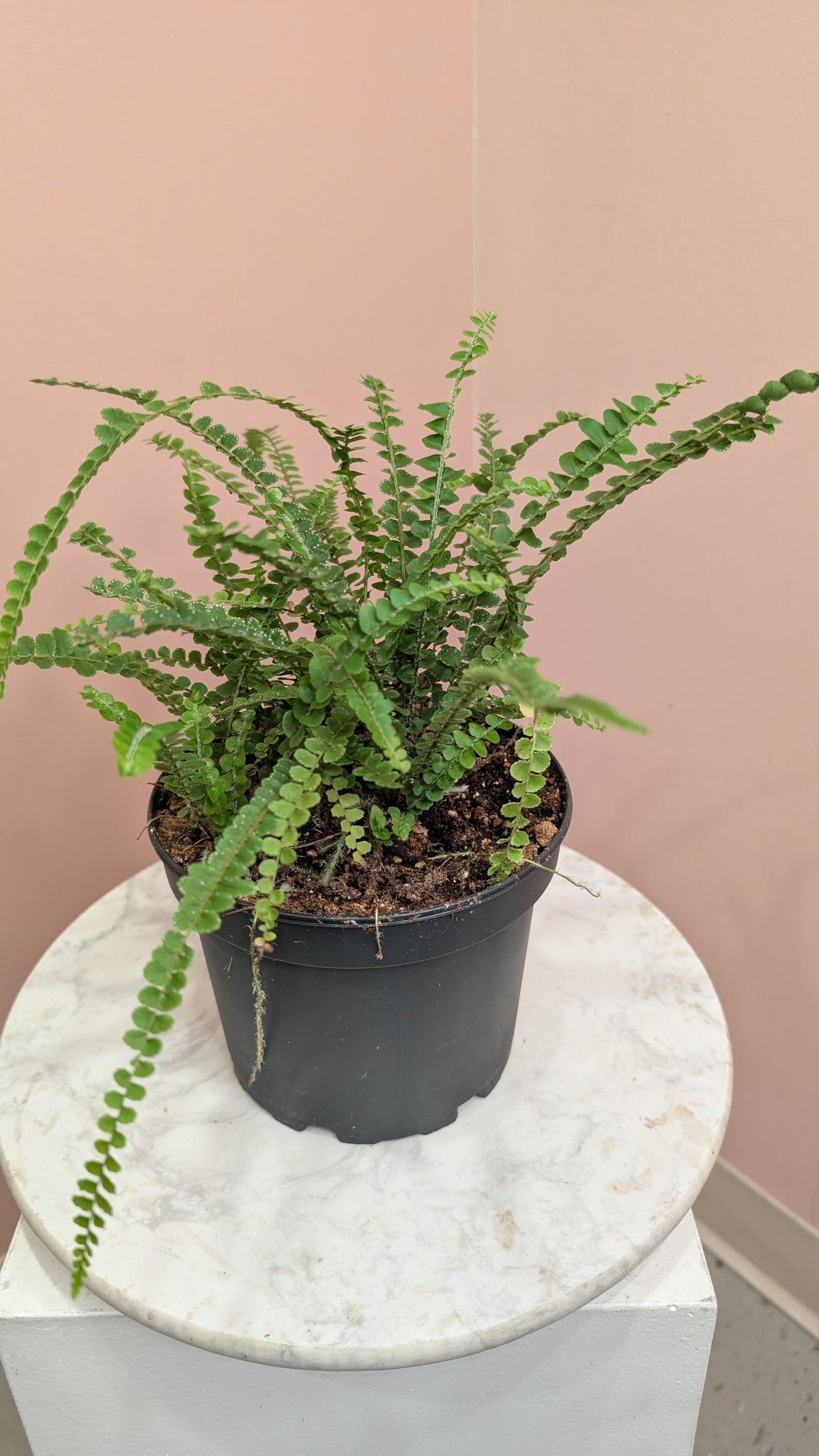 Fern Button