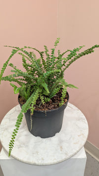Fern Button
