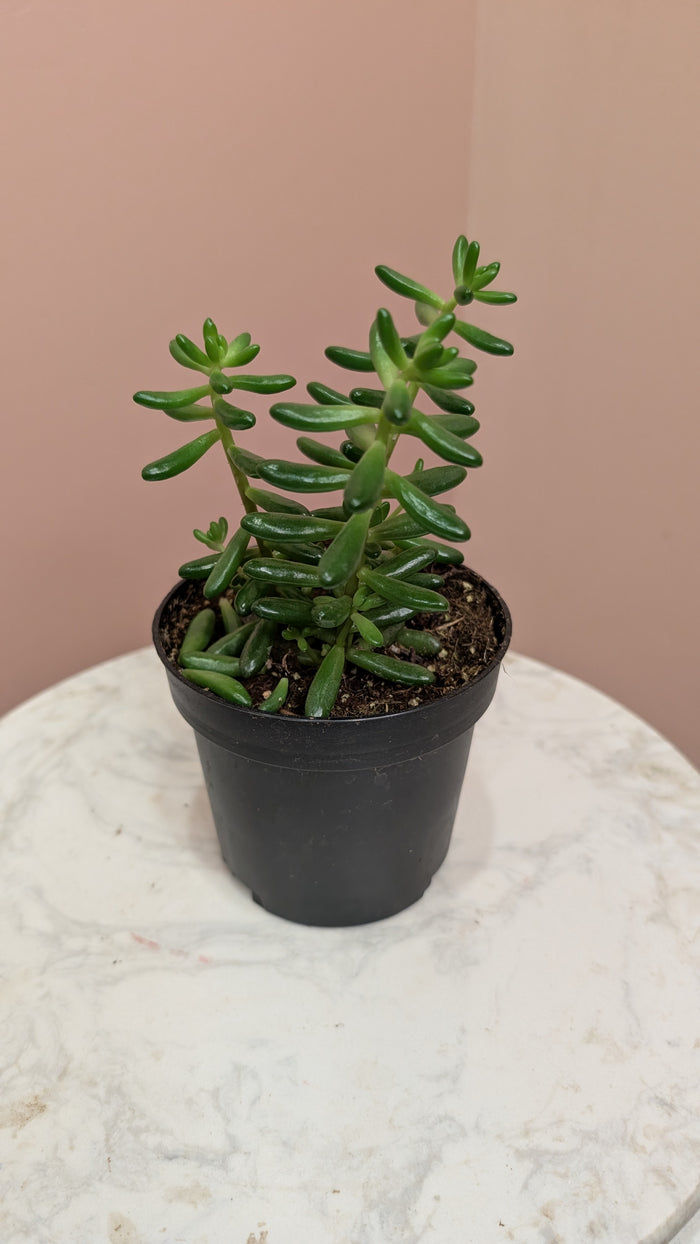 Sedum - Jelly Bean Plant