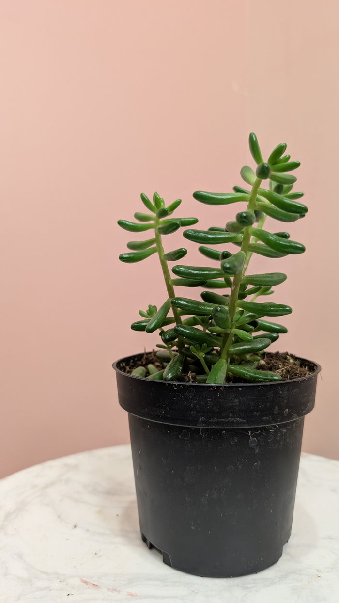 Sedum - Jelly Bean Plant