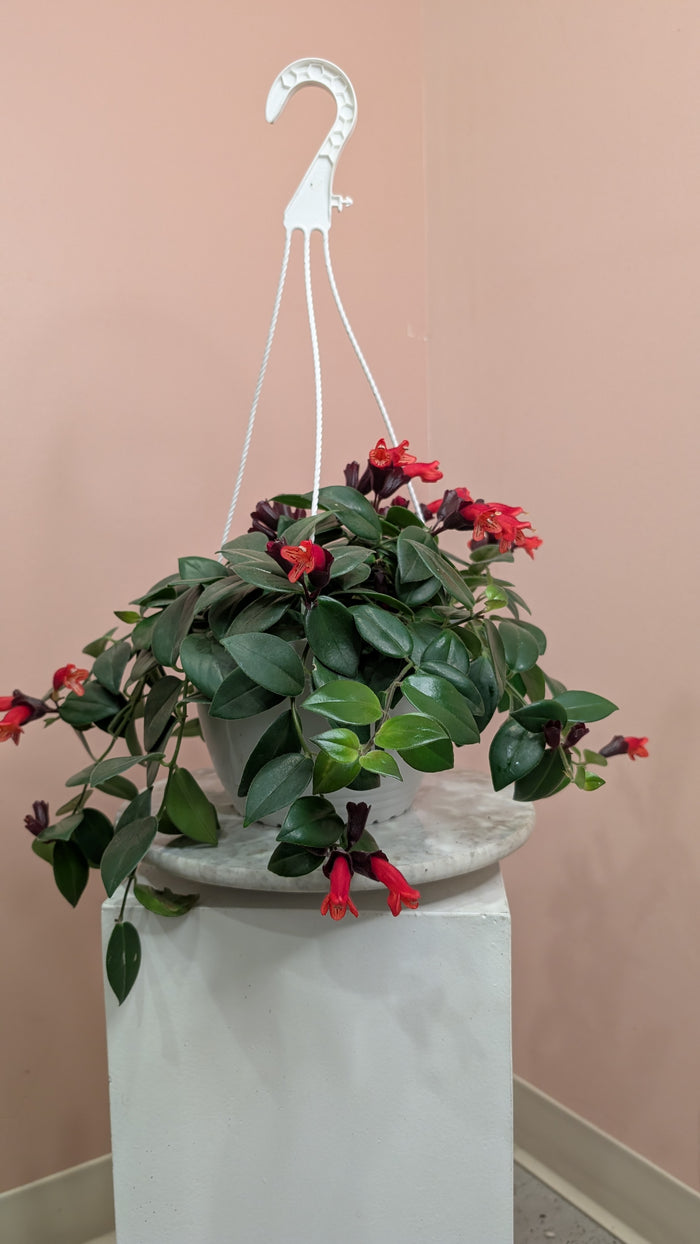 Lipstick Mona Lisa Plant