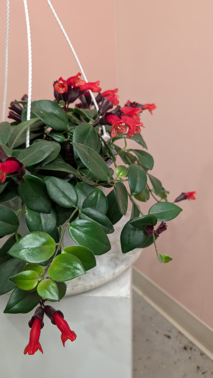 Lipstick Mona Lisa Plant