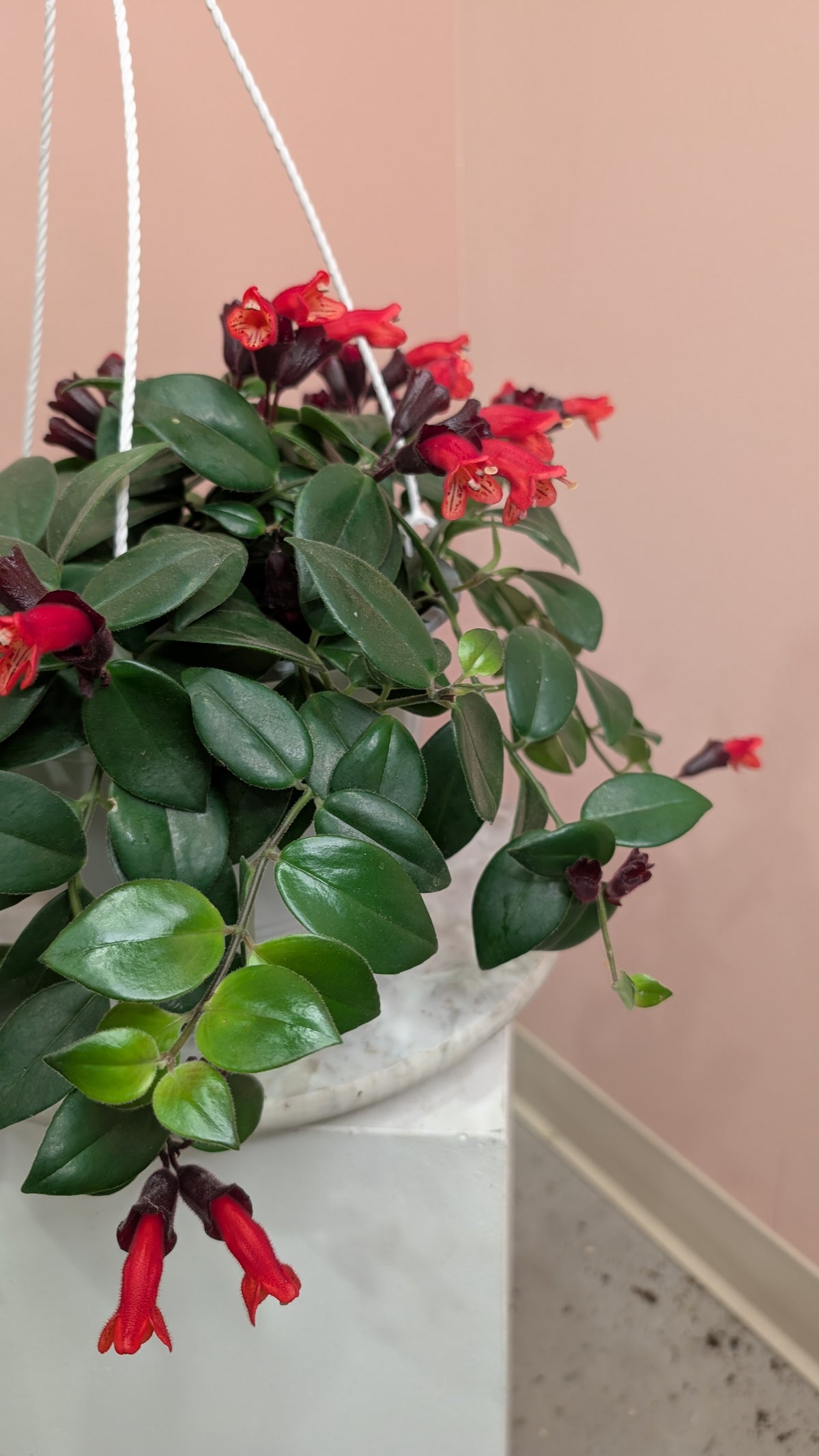 Lipstick Mona Lisa Plant
