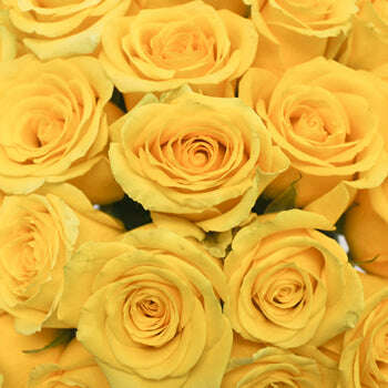 3 Dozen Roses in a vase_Yellow_Flower Arrangement_Floral Fixx Design Studio_The Floral Fixx