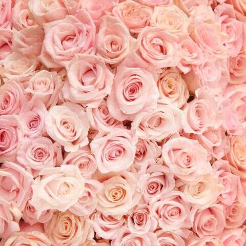 4 Dozen Roses in a vase_Soft Pink_Flower Arrangement_Floral Fixx Design Studio_The Floral Fixx