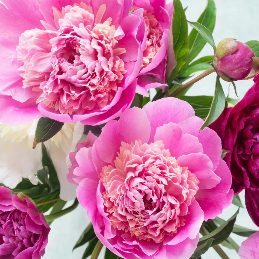 Magic Magenta  - Pink Picasso Kits