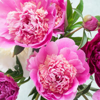 Magic Magenta  - Pink Picasso Kits