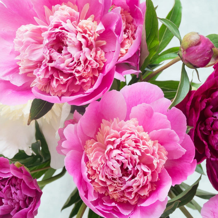 Magic Magenta  - Pink Picasso Kits