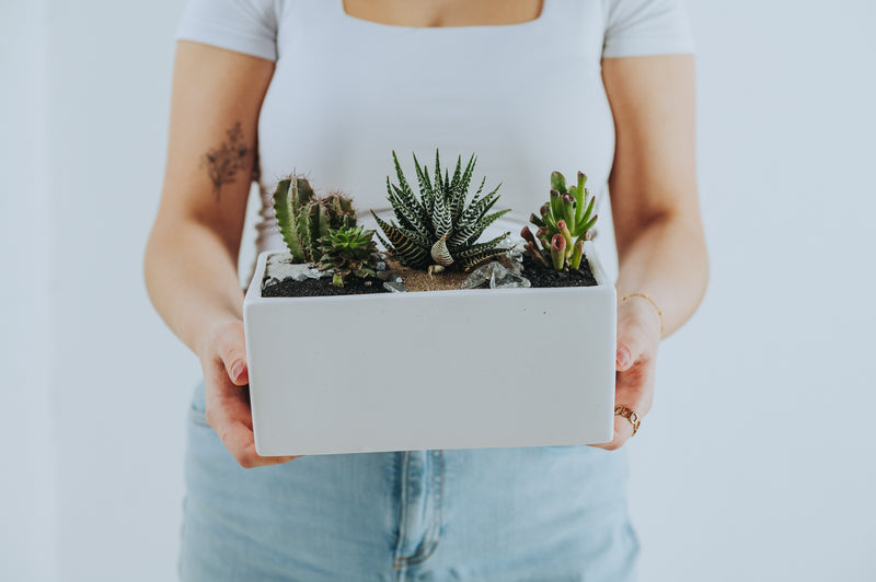 Desert Bloom Cactus Planter