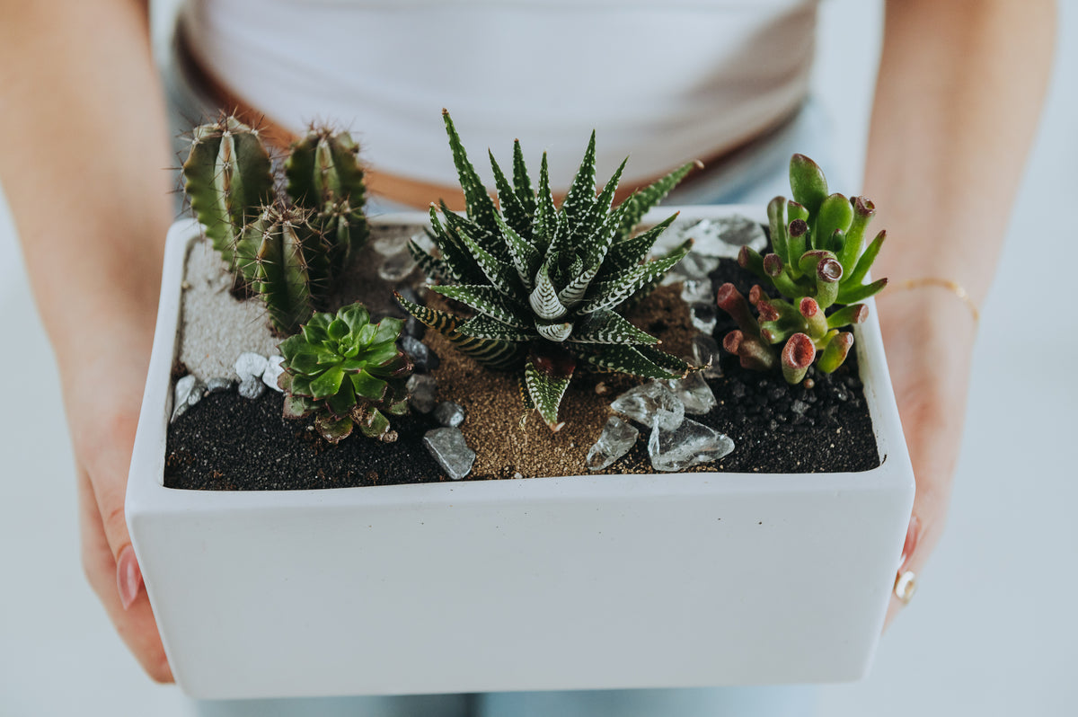 Desert Bloom Cactus Planter