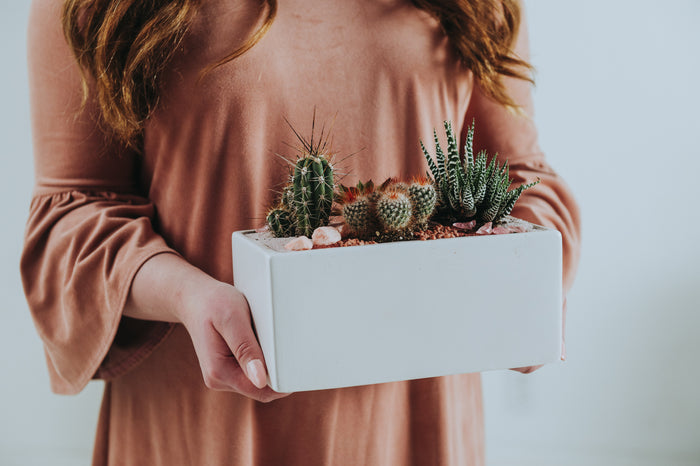 Pink Desert Cactus Planter