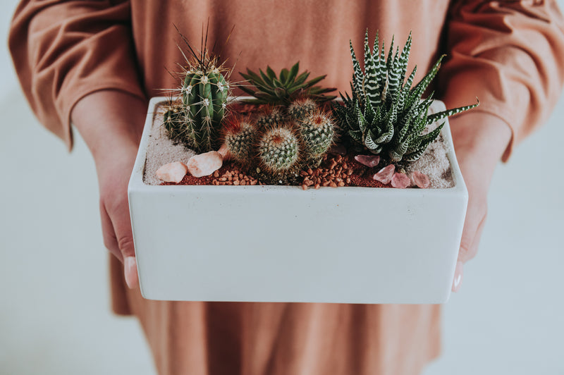 Pink Desert Cactus Planter