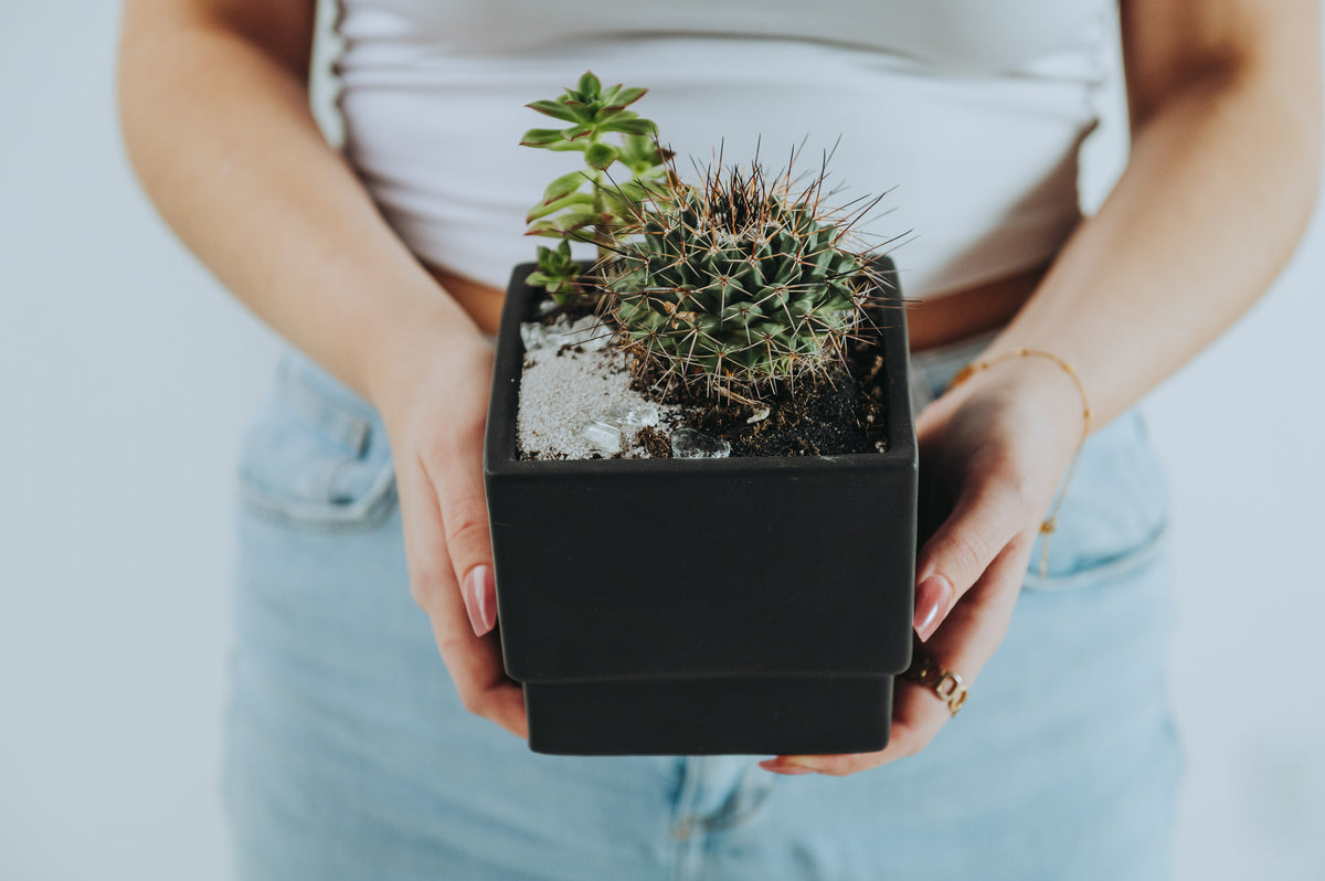 Cactus & Co Planter