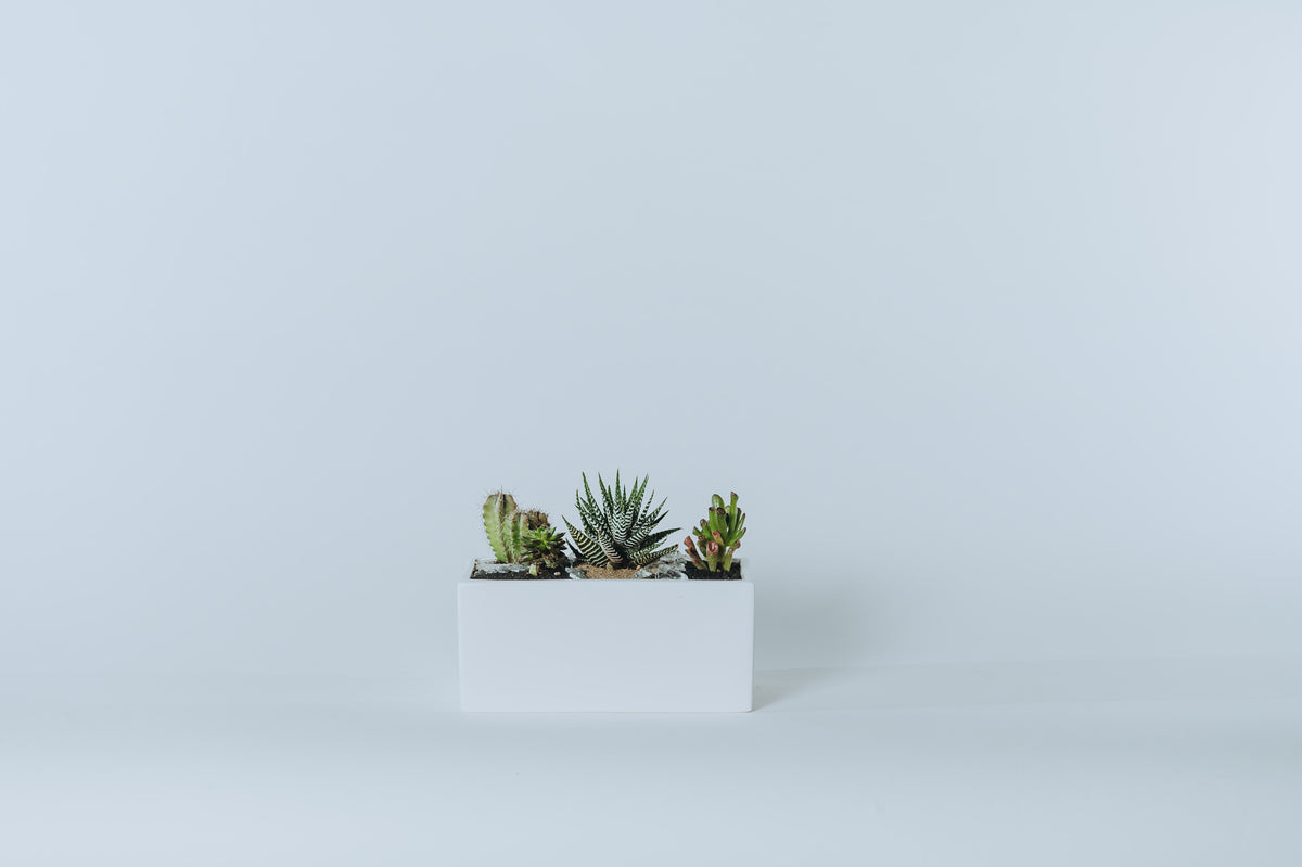 Desert Bloom Cactus Planter