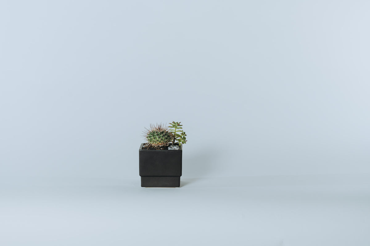 Cactus & Co Planter