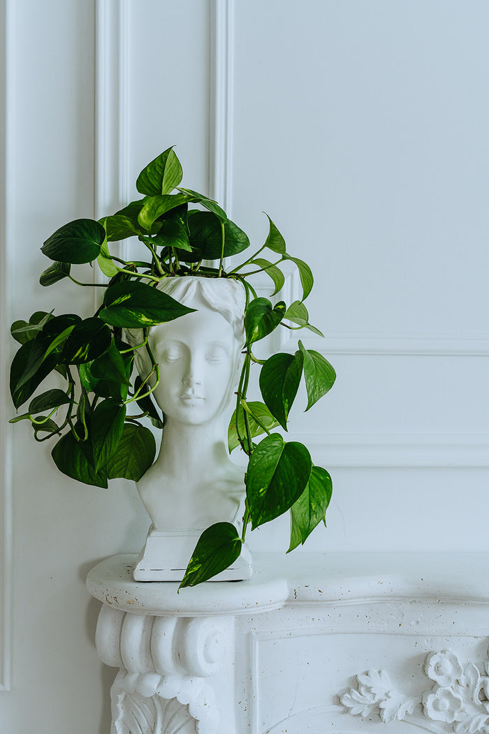Junie Planter