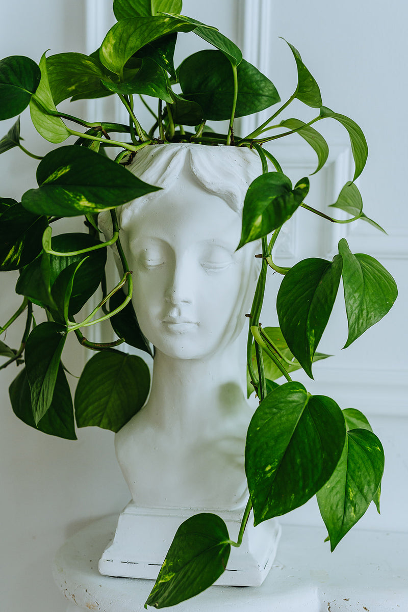 Junie Planter