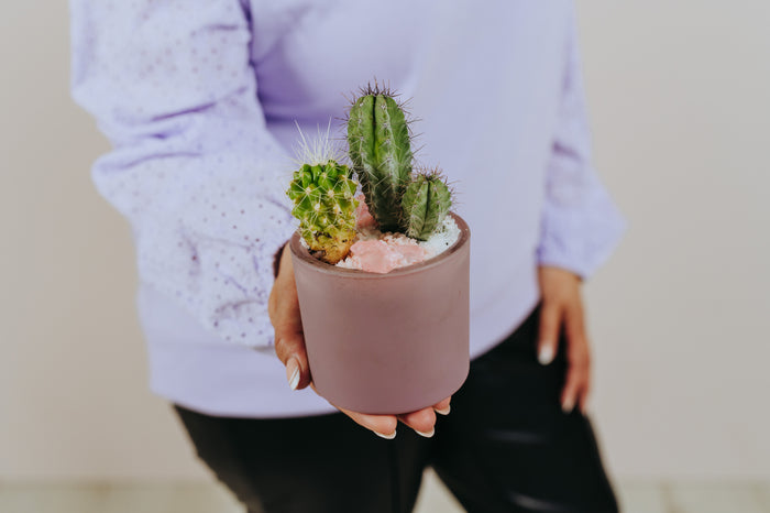 Small Cactus Planter