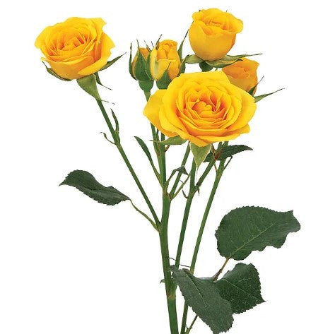 Spray Roses Corsage/Boutonniere