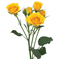 Spray Roses Corsage/Boutonniere
