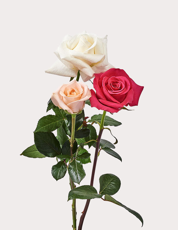 3 Roses Add Add 3 Roses to your order! – The Floral Fixx