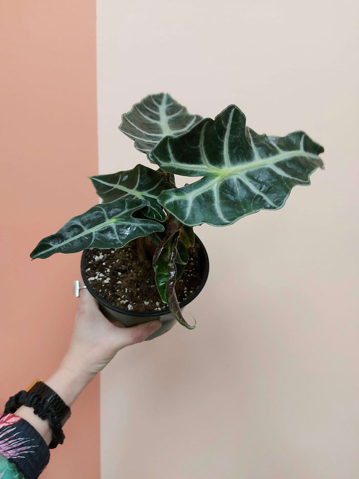 Alocasia Polly 6"_No pot__The Floral Fixx_The Floral Fixx