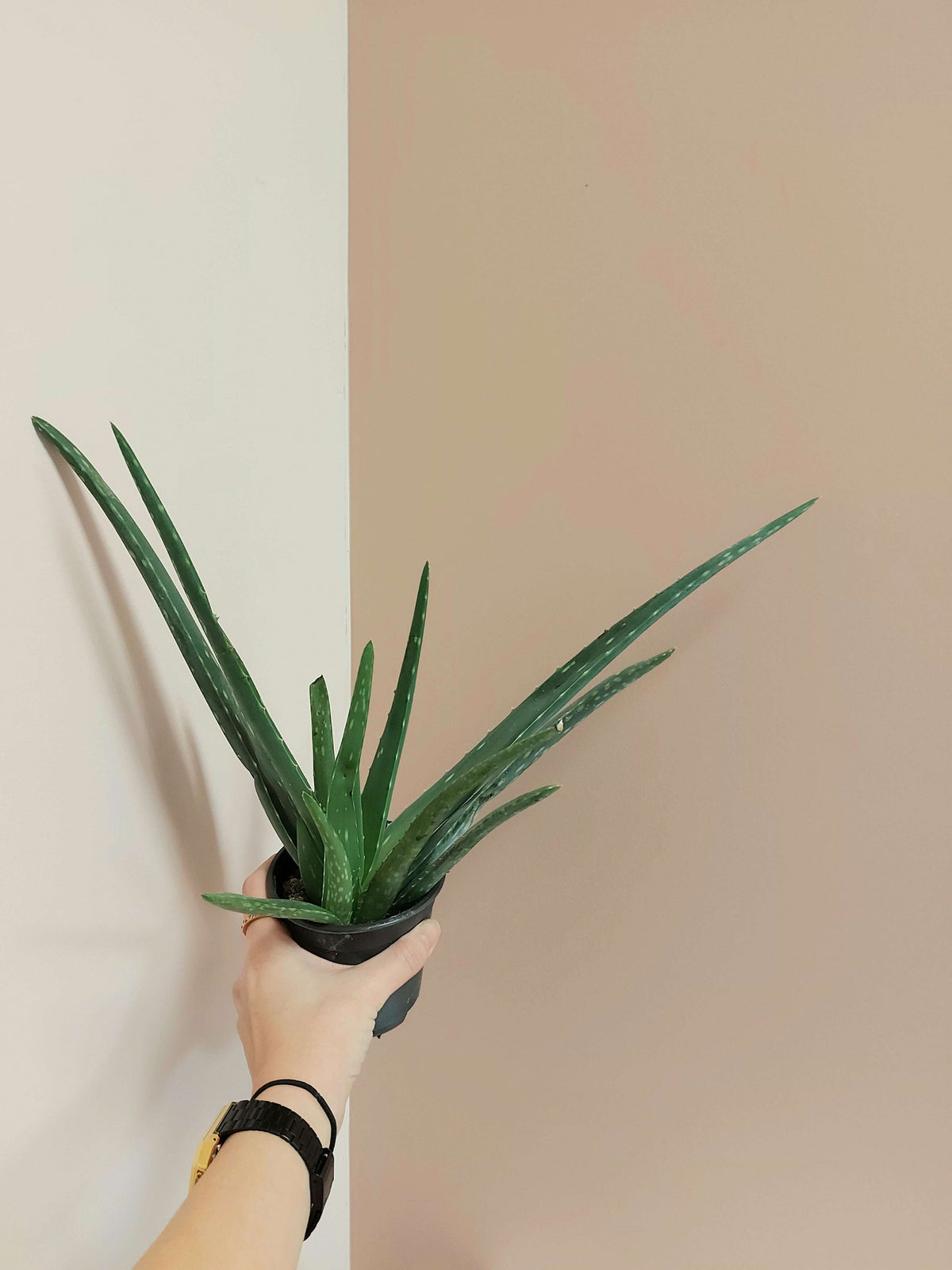 Aloe vera- 4"_No pot_Plant Babies_Floral Fixx Design Studio_The Floral Fixx